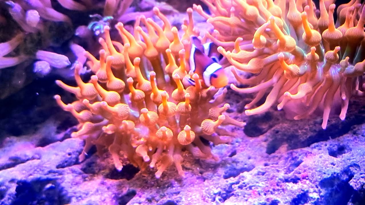 Life in the Ocean Kft.